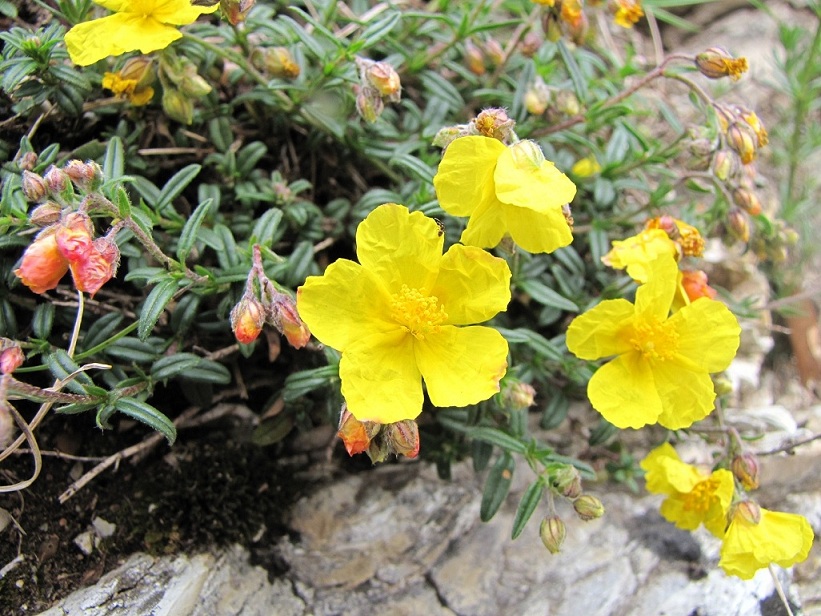 Helianthemum nummularium / Eliantemo maggiore